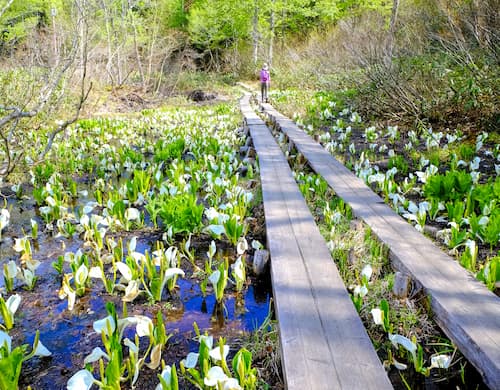 일본 최대 고산습지 오제&닛코 4일/5일